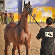 2012 Scottsdale Show Photos | Arare Photography