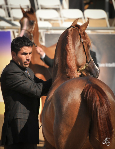 2012 Scottsdale Show Photos | Arare Photography