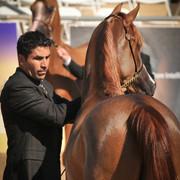 2012 Scottsdale Show Photos | Arare Photography