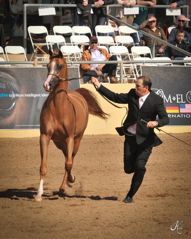 2012 Scottsdale Show Photos | Arare Photography