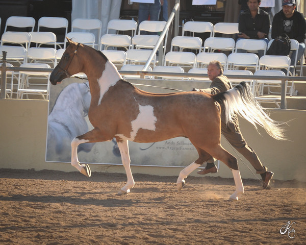 2012 Scottsdale Show Photos | Arare Photography