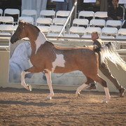 2012 Scottsdale Show Photos | Arare Photography