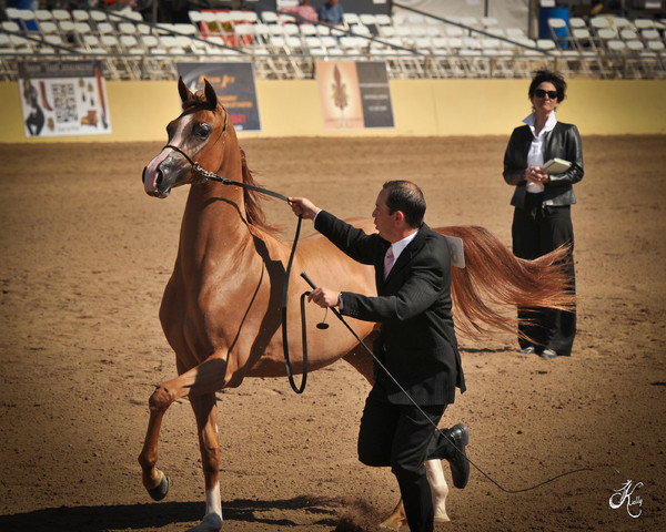 2012 Scottsdale Show Photos | Arare Photography