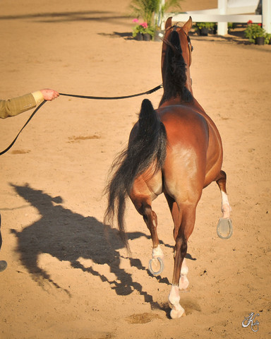 2012 Scottsdale Show Photos | Arare Photography