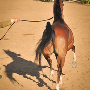 2012 Scottsdale Show Photos | Arare Photography