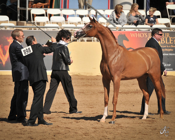 2012 Scottsdale Show Photos | Arare Photography