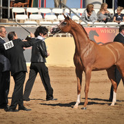 2012 Scottsdale Show Photos | Arare Photography
