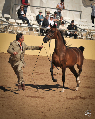 2012 Scottsdale Show Photos | Arare Photography