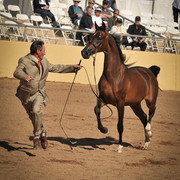 2012 Scottsdale Show Photos | Arare Photography