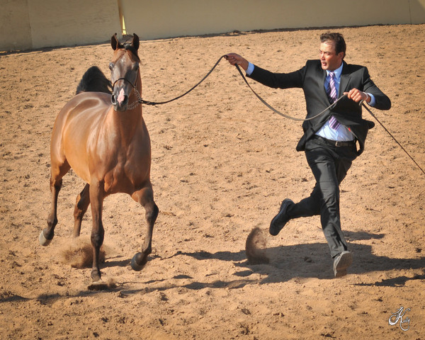 2012 Scottsdale Show Photos | Arare Photography