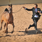 2012 Scottsdale Show Photos | Arare Photography