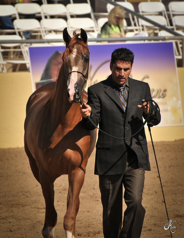 2012 Scottsdale Show Photos | Arare Photography