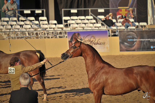2012 Scottsdale Show Photos | Arare Photography