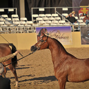 2012 Scottsdale Show Photos | Arare Photography