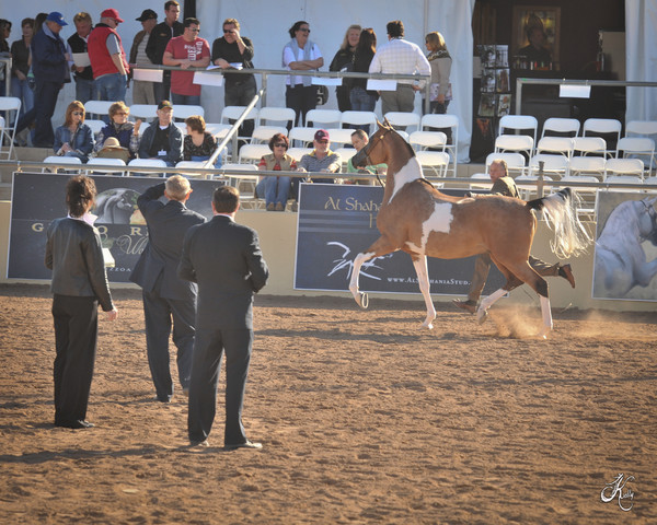 2012 Scottsdale Show Photos | Arare Photography