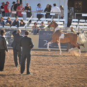 2012 Scottsdale Show Photos | Arare Photography