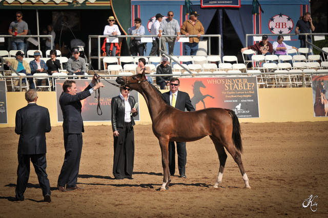 2012 Scottsdale Show Photos | Arare Photography