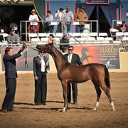 2012 Scottsdale Show Photos | Arare Photography
