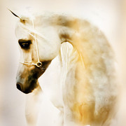 2012 Scottsdale Show Photos | Arare Photography