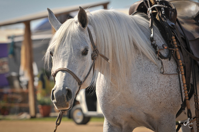2012 Scottsdale Show Photos | Arare Photography