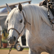 2012 Scottsdale Show Photos | Arare Photography