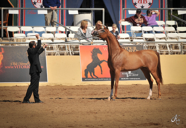2012 Scottsdale Show Photos | Arare Photography