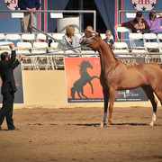 2012 Scottsdale Show Photos | Arare Photography