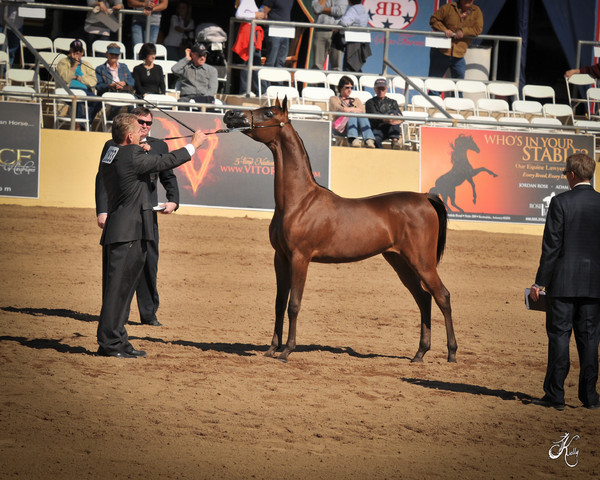 2012 Scottsdale Show Photos | Arare Photography