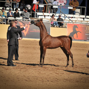 2012 Scottsdale Show Photos | Arare Photography