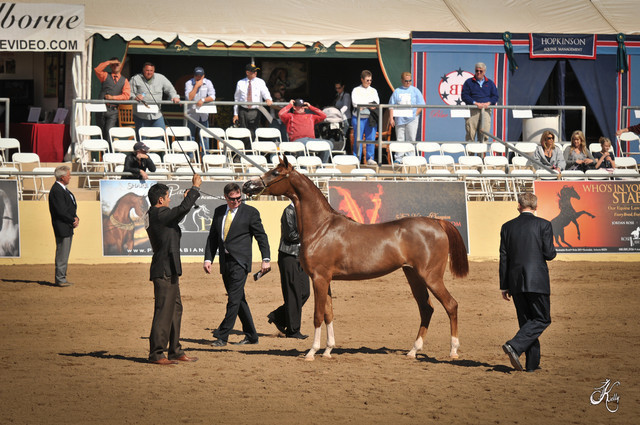 2012 Scottsdale Show Photos | Arare Photography