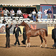2012 Scottsdale Show Photos | Arare Photography