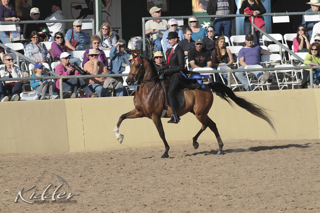 2012 Scottsdale Show Photos | Kidder Equine