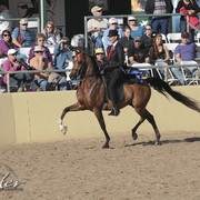 2012 Scottsdale Show Photos | Kidder Equine