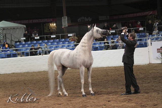 2012 Scottsdale Show Photos | Kidder Equine