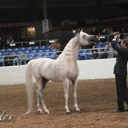 2012 Scottsdale Show Photos | Kidder Equine