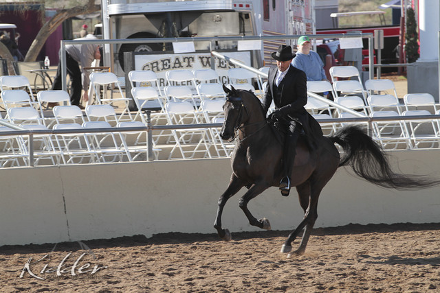 2012 Scottsdale Show Photos | Kidder Equine