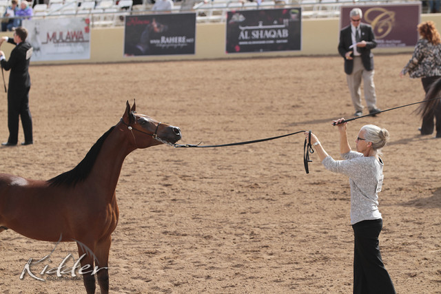 2012 Scottsdale Show Photos | Kidder Equine