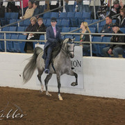 2012 Scottsdale Show Photos | Kidder Equine