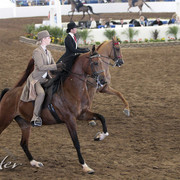 2012 Scottsdale Show Photos | Kidder Equine