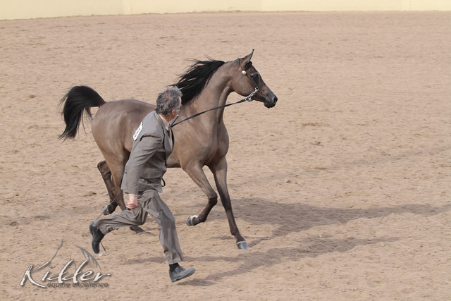 2012 Scottsdale Show Photos | Kidder Equine