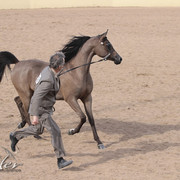 2012 Scottsdale Show Photos | Kidder Equine