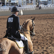2012 Scottsdale Show Photos | Kidder Equine