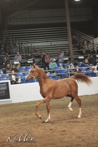2012 Scottsdale Show Photos | Kidder Equine