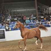 2012 Scottsdale Show Photos | Kidder Equine