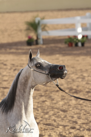 2012 Scottsdale Show Photos | Kidder Equine