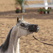 2012 Scottsdale Show Photos | Kidder Equine