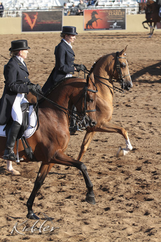 2012 Scottsdale Show Photos | Kidder Equine