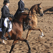 2012 Scottsdale Show Photos | Kidder Equine