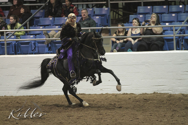 2012 Scottsdale Show Photos | Kidder Equine