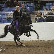 2012 Scottsdale Show Photos | Kidder Equine